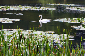 Swan reflection.jpg